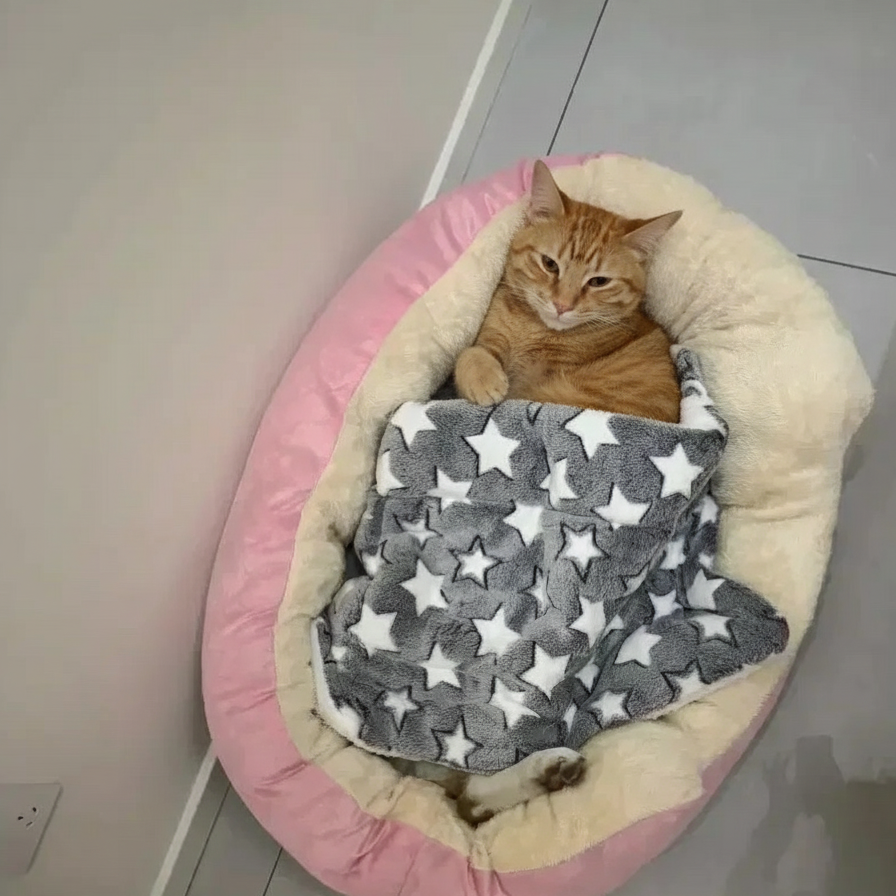 Chat avec une couverture sur panier trône de couleur rose