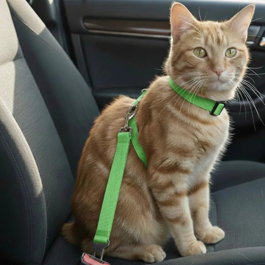 Chat dans voiture avec un harnais léger vert