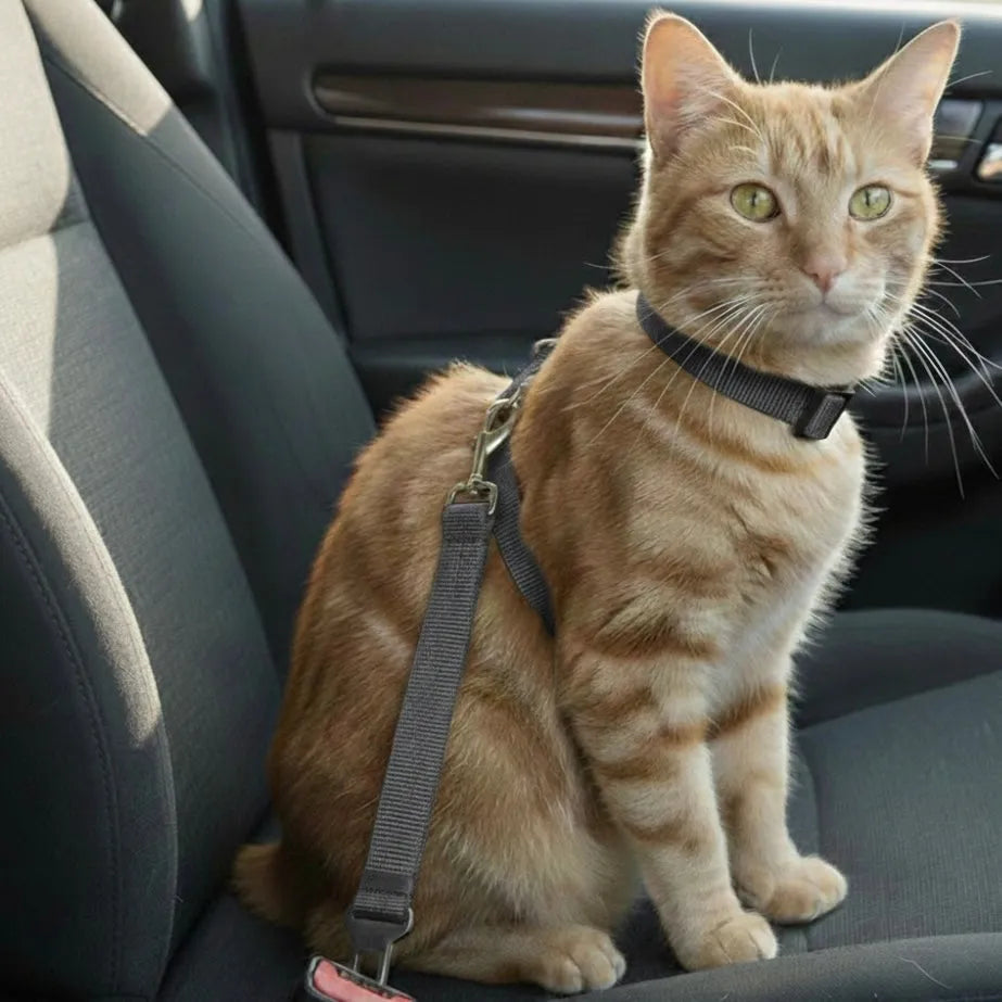 Chat dans une voiture avec harnais léger gris