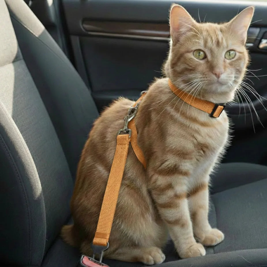 chat dans voiture avec harnais léger pour voiture jaune