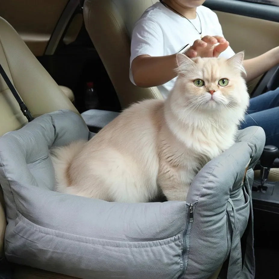 Chat sur panier transport dans une voiture