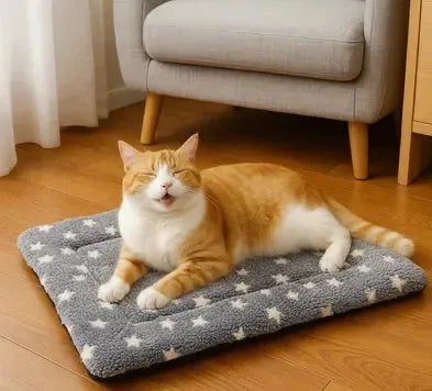 Chat sur un coussin chat a motif Etoiles