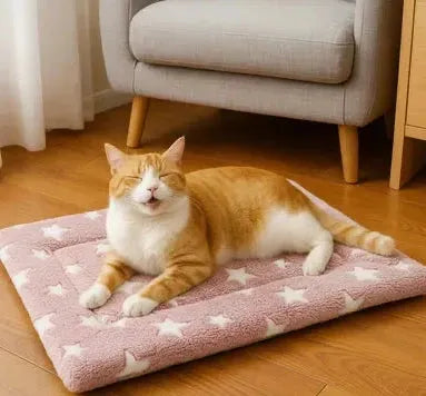 Chat sur coussin chat a motif étoiles rose