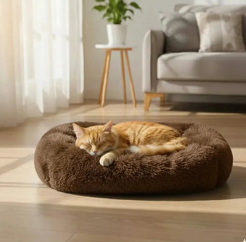 Coussin chat ovale Marron foncé dans une pièce avec un chat