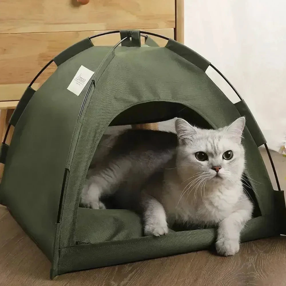 Chat dans tente kaki