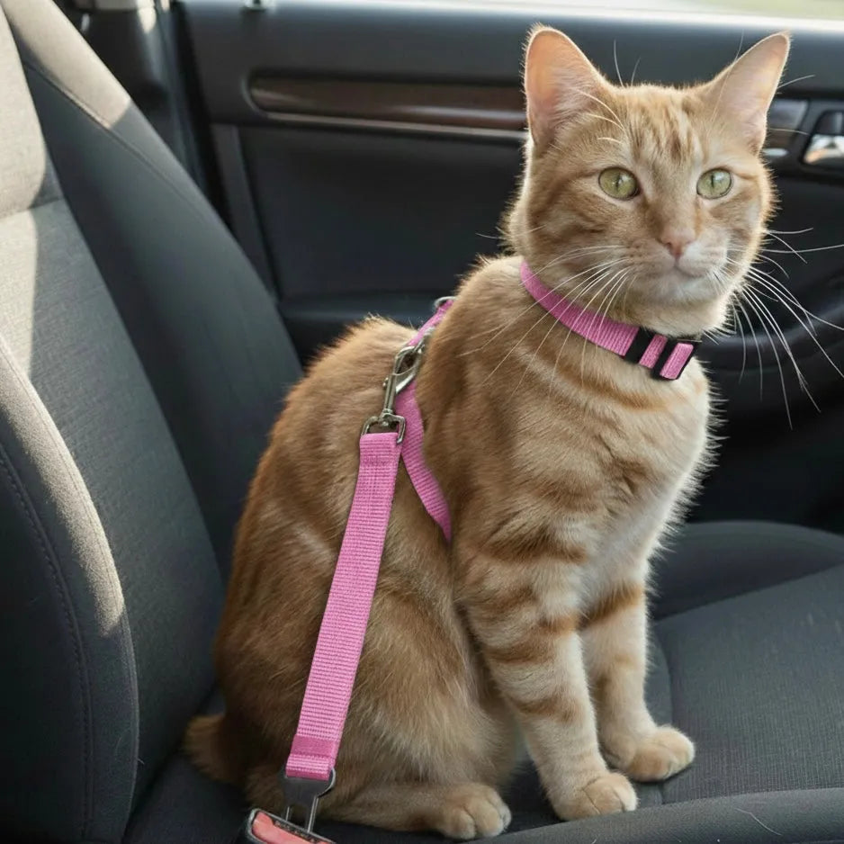 Chat dans voiture avec un harnais léger rose