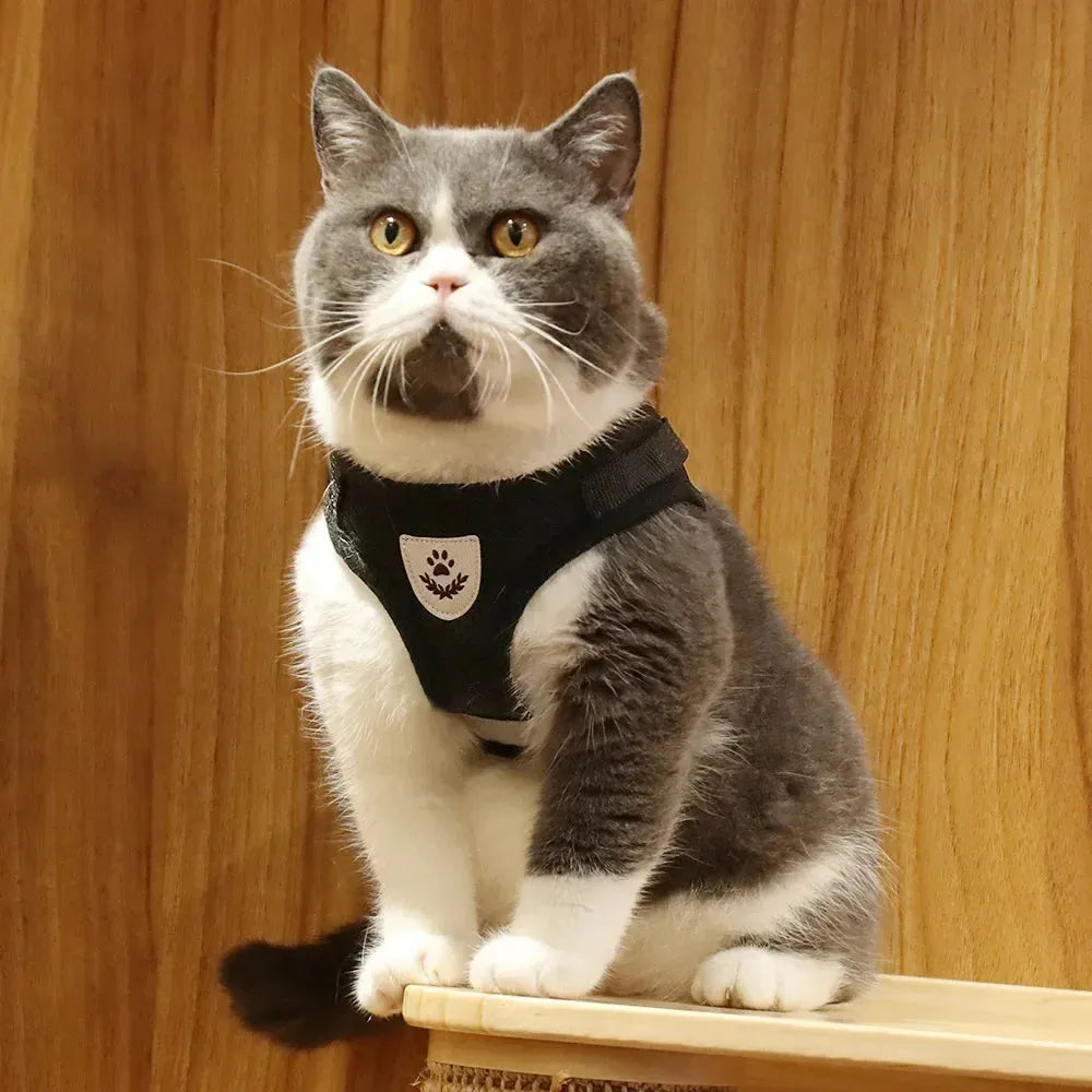 Chat debout avec harnais compact noir