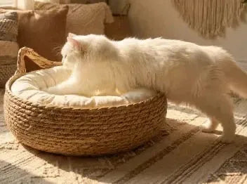 Chat debout sur panier osier sans ficelle