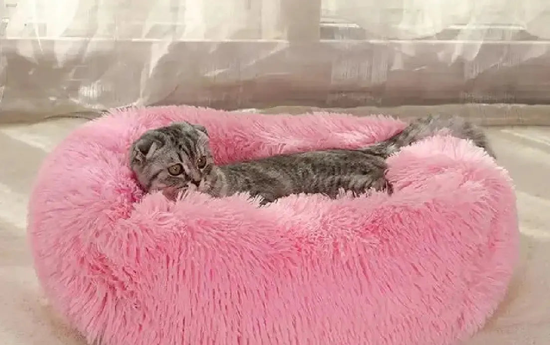 Chaton allongé sur un coussin ovale rose