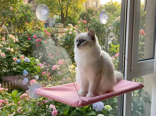 Chat sur panier mural ventouses rose