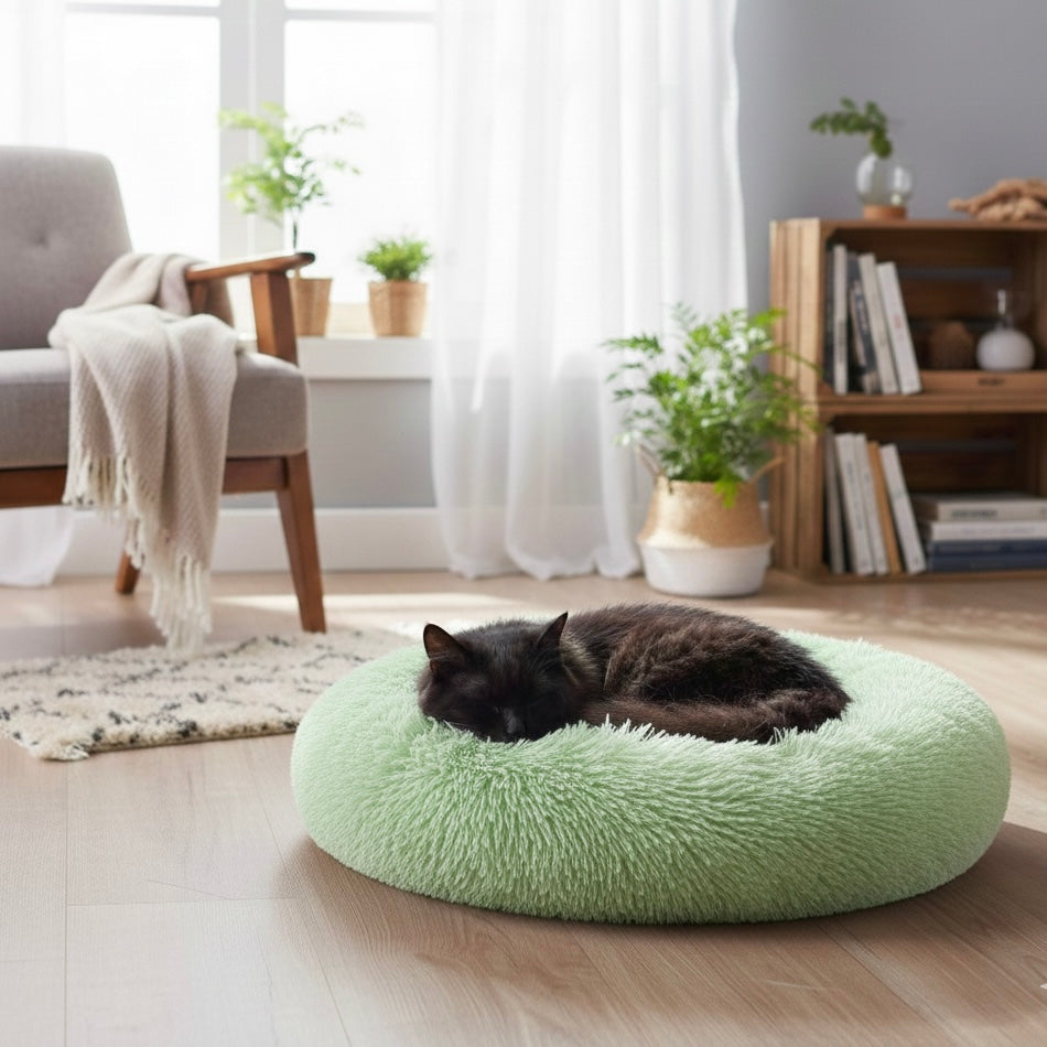Chat sur panier rond vert dans un salon