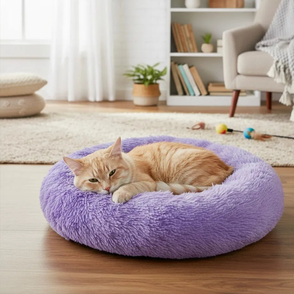Chat sur panier rond violet