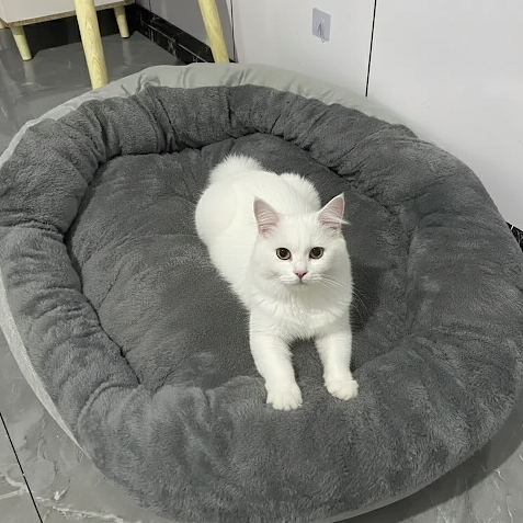 Chat sur trône gris retourné