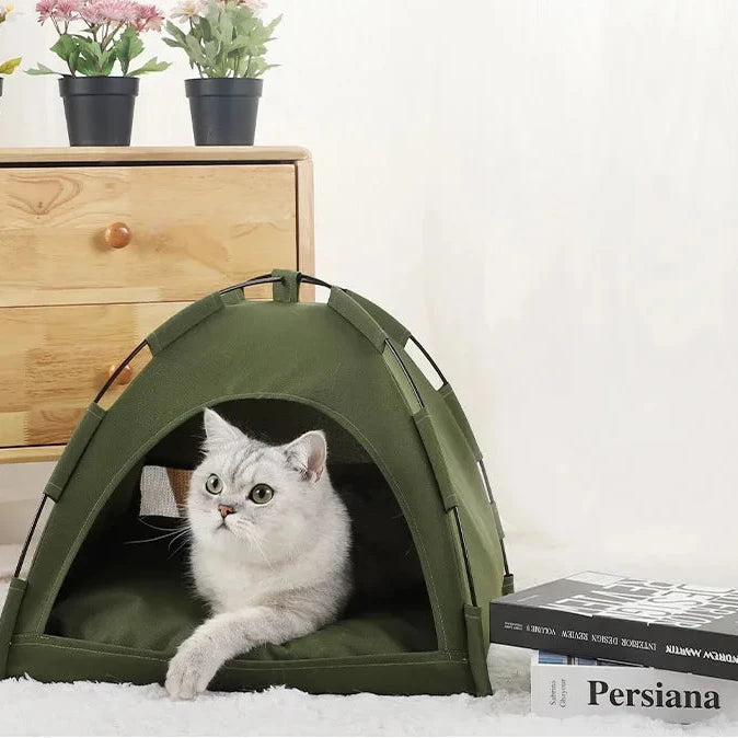 Chat dans tente kaki en intérieur