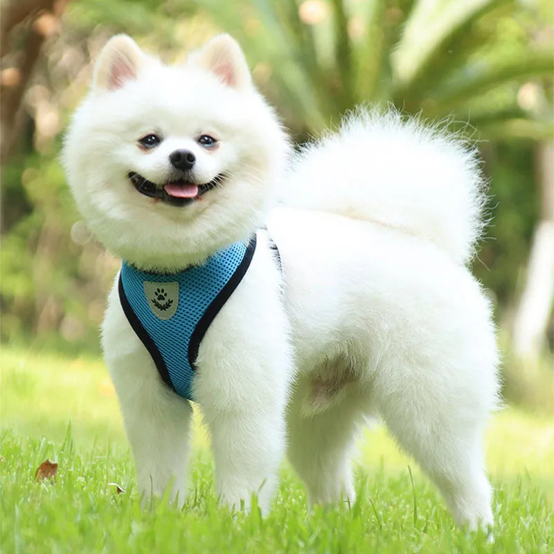 Chien avec harnais réfléchissant bleu